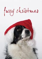 Furry Christmas holiday card