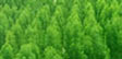 Forest Stewardship Council Certification