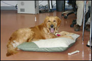 PFL dogs