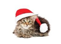 Cat Santa holiday card