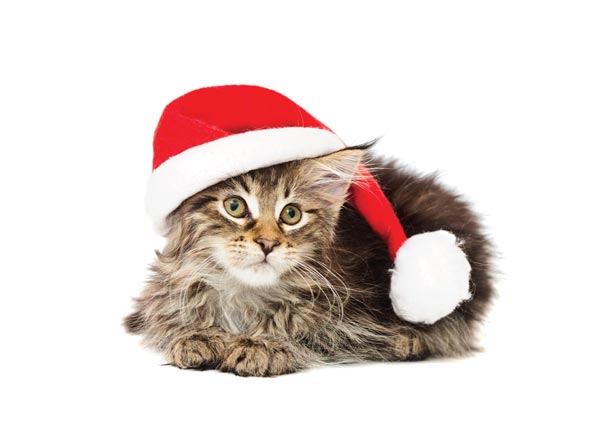 Cat Santa card