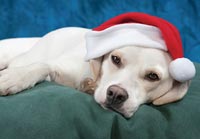 Dog Santa holiday card