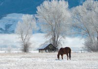 Horse holiday card