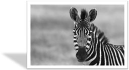 black & white digital printing