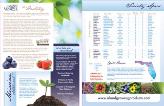 11x17 brochure