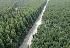 sustainable tree farm