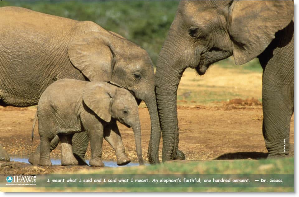 elephant postcard
